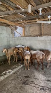 Shu qo’ylar sotiladi — Andijon viloyati Izboskan tumani