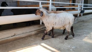 NAMANGANDA ZOTI TOZA EDILBAY KELDI 🐑✨ — Namangan