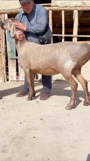 GIGANT SOVLIQLAR SOTUVDA — NAMANGANDA