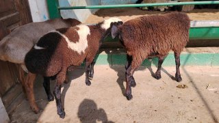 NAMANGANDA ZOTI TOZA ARASHAN XISOR QOZILAR KELDI 🐑✨ — Namangan