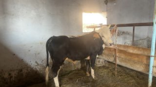 Sotiladi novvoslar Soni 10 ta — Sirdaryo