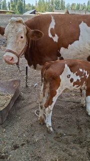 Акалар дехконда эна бола ва 2 дона сментал бузоклар… — Marhamat