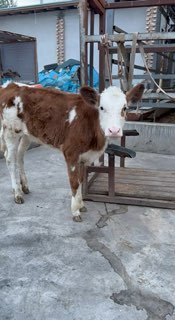 Simintal hunajin sotiladi 21500 xayri kami — O'zbekiston