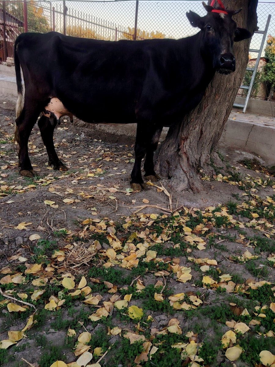 AKSIYANI ZO'RI ❤️‍🔥 — Buxoro