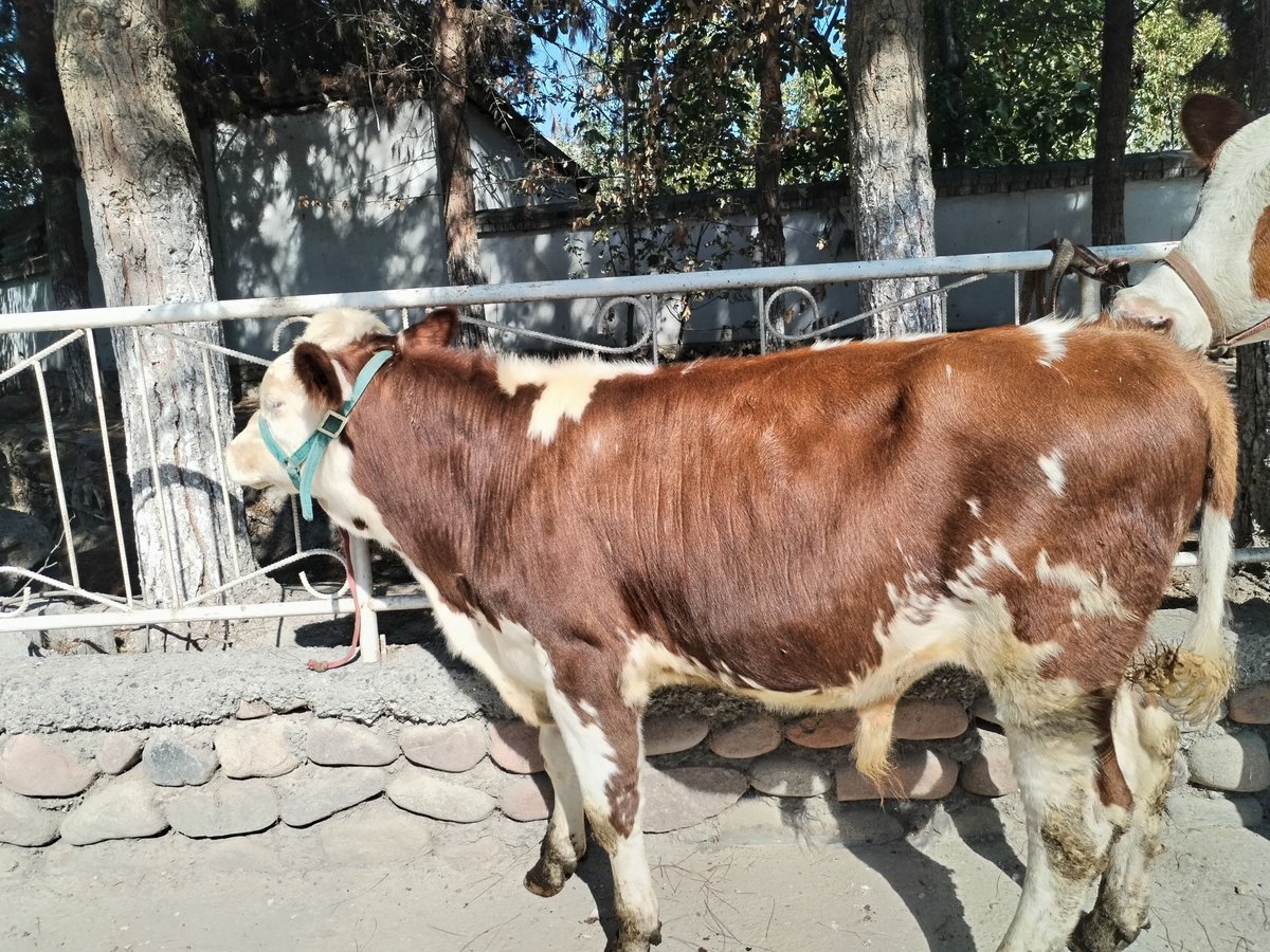 Asalolomu alekum aka yaxshimisiz shularni joylab bering — Dang'ara Tumani narxi telda kelishamiz
