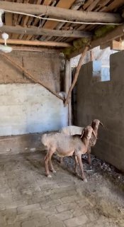 Shu qo’zilar sotiladi — Andijon viloyati Izboskan tumani