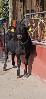 Ангустни Ишкивозига Ангуст Букамиз Сотилади йош ойлиги… — Namangan
