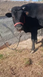 Sifat novvos sotiladi — Jizzax