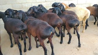 NAMANGANDA ZOTI TOZA ARASHANLAR SOVLIQLAR KELDI 🐑✨ — Namangan