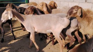 NAMANGANDA ZOTI TOZA ARASHANLAR SOVLIQLAR KELDI 🐑✨ — Namangan
