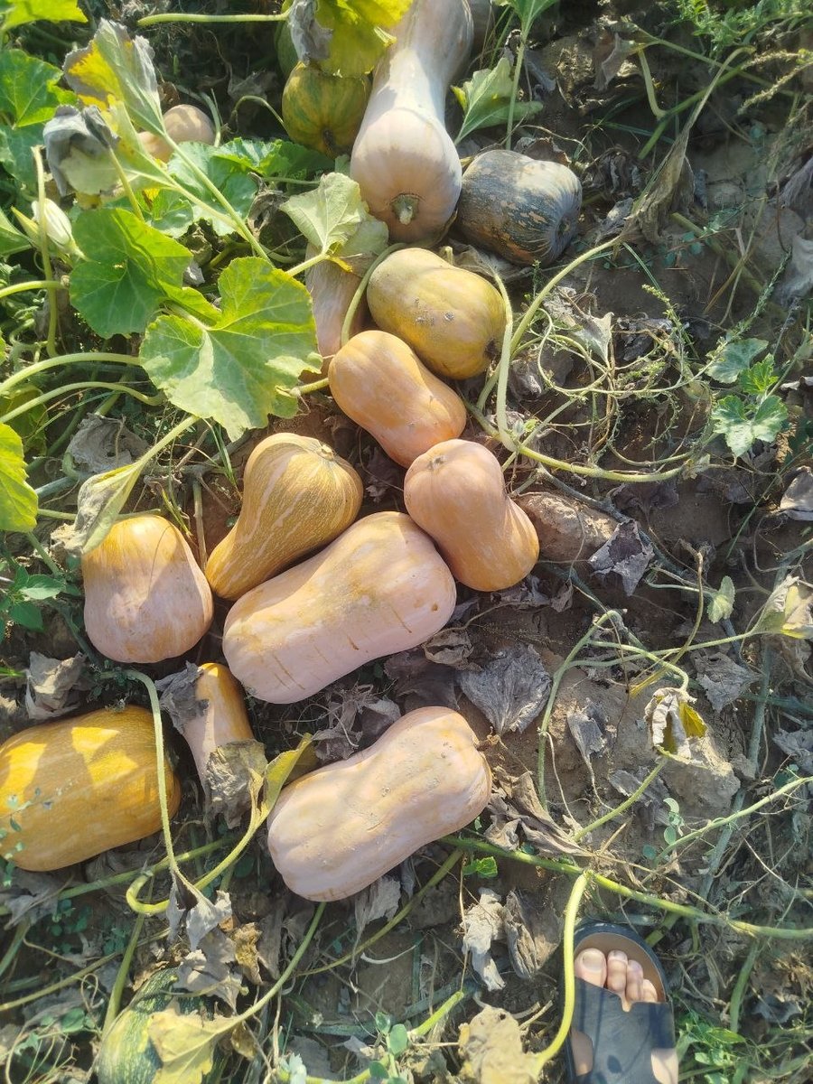 Сотилади — O'zbekiston