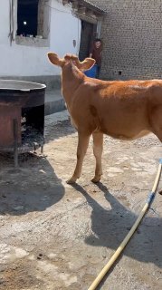 Limuzin hunajin sotiladi — O'zbekiston