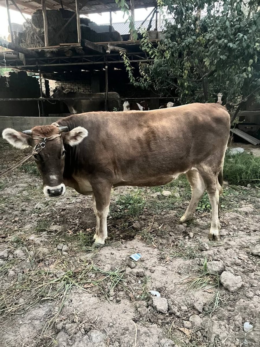 Shvet gʻunajin 5oylik bugʻoz birinchisiga sotiladi — O'zbekiston