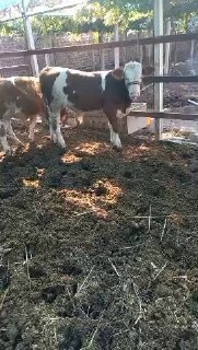 Fargonada — Farg'ona