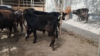Chiroylik buzoqchalar keldi — Andijon viloyati Oltinkoʻl tumani