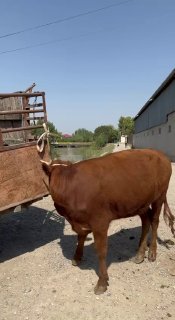 З ойли богоз сотилад — O'zbekiston