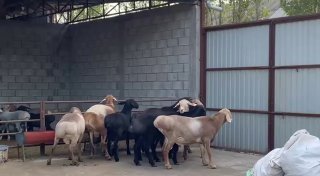 zotga sotladi kg gaham bor — O'zbekiston