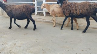 ZOTI TOZA XSORI QO'YLAR KELDI 🐑✨ — Namangan