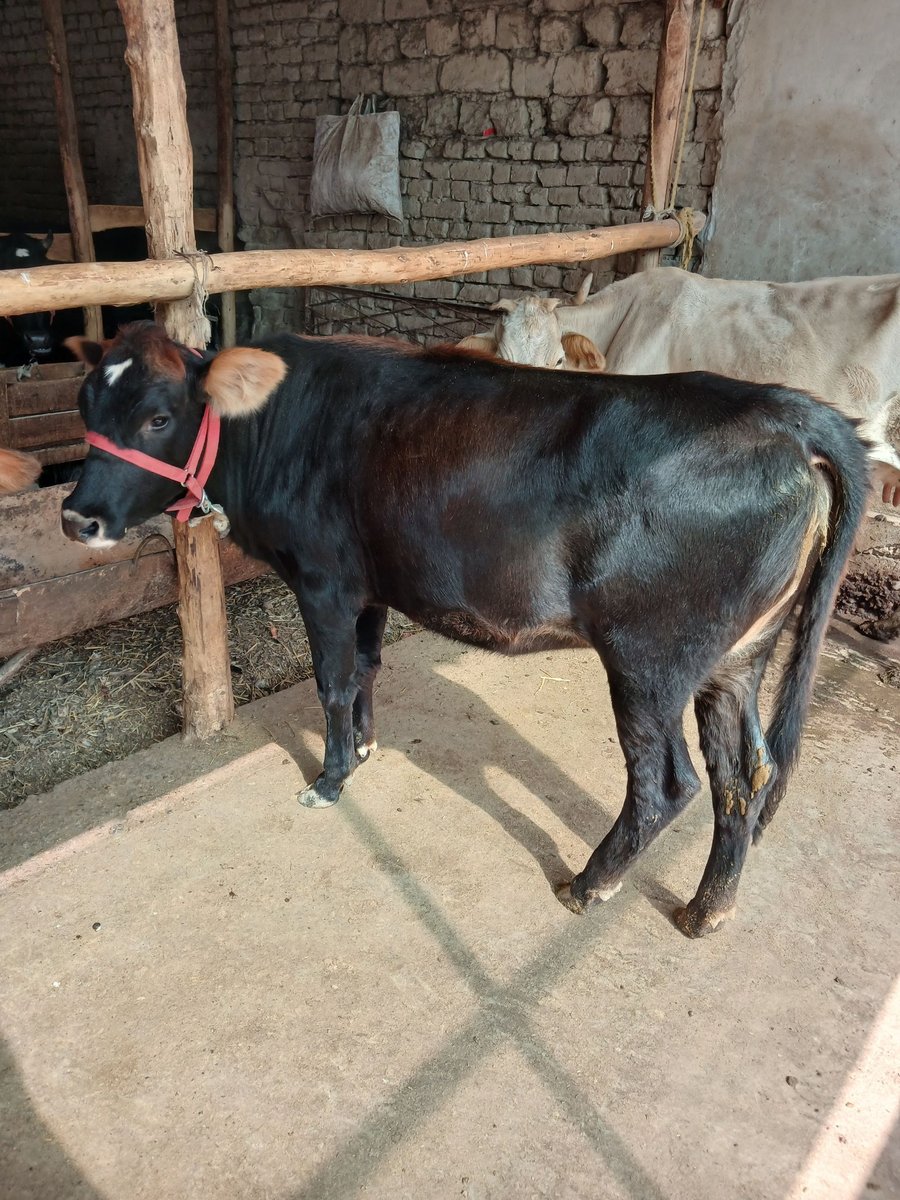 Hunajinlar sotiladi — Namangan