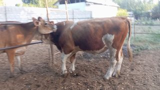 ASSALOMU ALEYKUM HURMATLI SMENTAL BUQA ISHQIBOZLARI BIZDA SOTILADI — ANDIJON VILOYATI IZBOSGAN TUMANI MYROJAT UCHUN TEL +998999310204