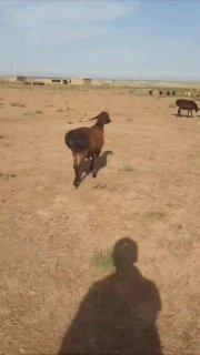 Xisori qoʻzi qoʻchqor sotiladi urgʻlikga — Qashqadaryo viloyati dastfka bor