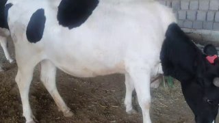 Чёрный пиестра сотилади 12 ойлик гунажин йеб ичиши буйича… — O'zbekiston