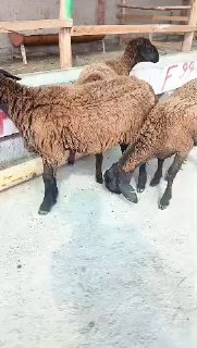 ASSALOMU ALEYKUM GURUPA KASHTAN QOʻZI SOVLIQLAR SOTILADI — NAMANGAN TUMANI