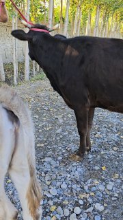 Assalomu alekum arzon rozgorbob variantidan qidirganlar… — O'zbekiston