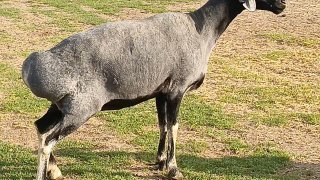 Арашан Хисори великан совлуклар сотилади буйлари 90 + нарх… — O'zbekiston