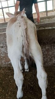 Chorva mollari — O'zbekiston