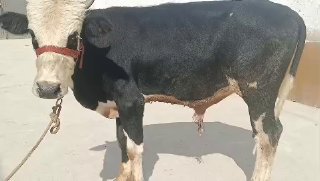 Новвосча сотилади — O'zbekiston
