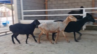 NAMANGANDA ZOTI TOZA XSORI ONA BOLA QO'YLAR KELDI 🐑✨ 2.TA… — Namangan