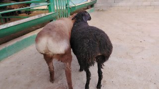 NAMANGANDA ZOTI XISOR QOZILAR KELDI 🐑✨ — Namangan