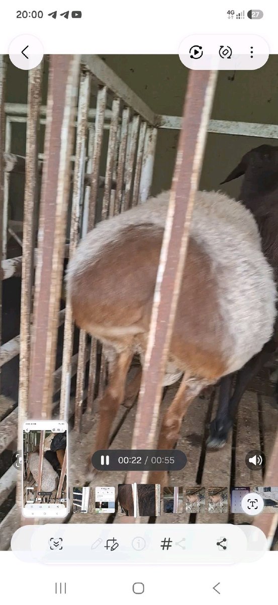 Qo'y — Namangan viloyati, Namangan tumani