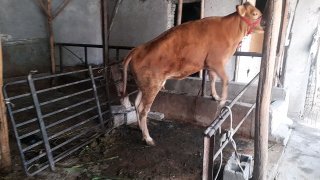 Bogoz stiladi 5 oyda ketyabdi uzy qilingan 18500 kami bor… — O'zbekiston