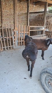 Sotiladi Xisori sovliq qo'ylar qorasi egizchini bolasi… — Farg'ona