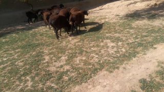 HISORI BO‘G‘OZ QO‘YLAR SOTILADI! — Qashqadaryo