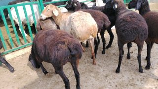 NAMANGANDA ZOTI TOZA XISOR SOVLIQLAR KELDI 🐑✨ — Namangan