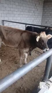 Ассалому алекум шивет хуножинлар сотилади келишилган холда… — O'zbekiston