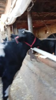 Gunajin bogoz sotiladi qiziqala — O'zbekiston