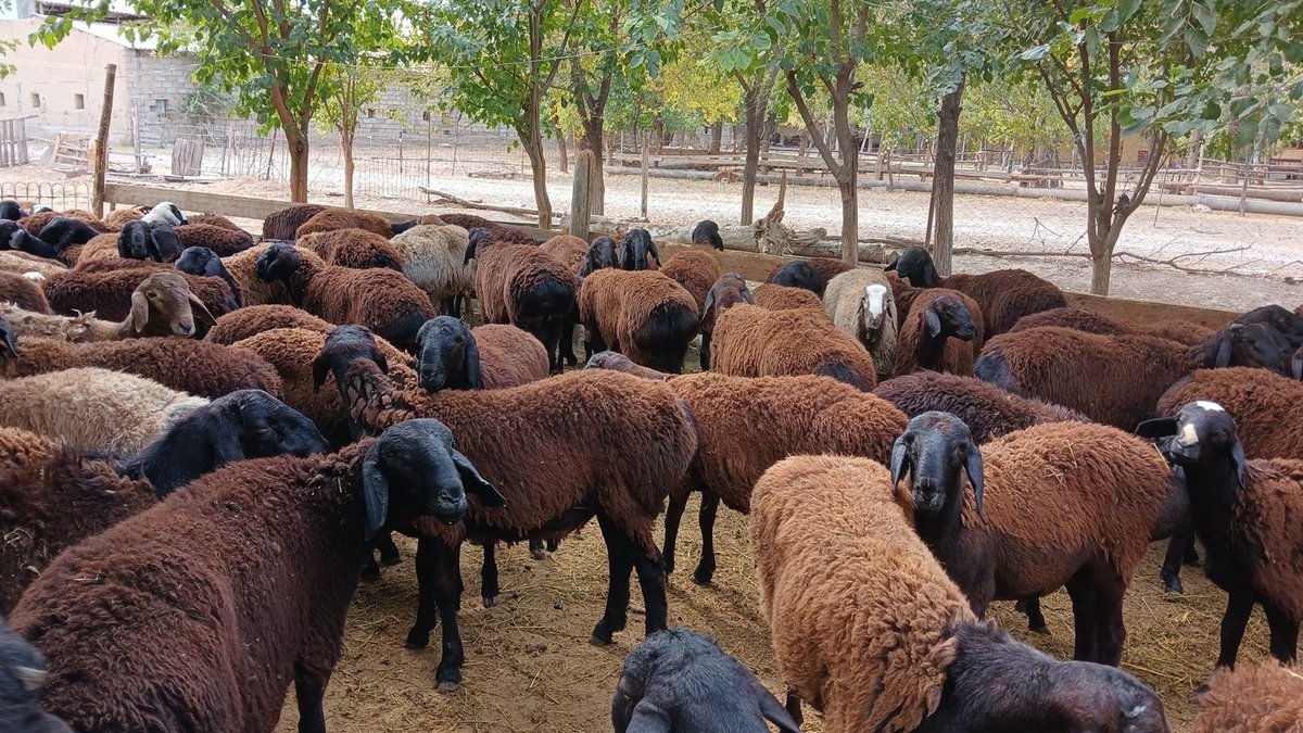 Qo'y — Jizzax viloyati, Zomin tumani