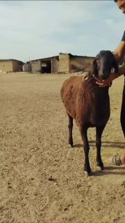 КАШКАДАРЁ ВИЛОЯТИ КУЧКОР СОТИЛАДИ УРГЛИКГА . АТАР ИЧИДА… — O'zbekiston