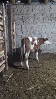 SMETAL XONAJIN 4OYLIK ATROFIDA MARGILONDA TOZZASIDAN 95 813… — O'zbekiston