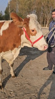 Toza avstriski simental boyi 150 2 qoringa 6 oylik bugʻoz… — Namangan