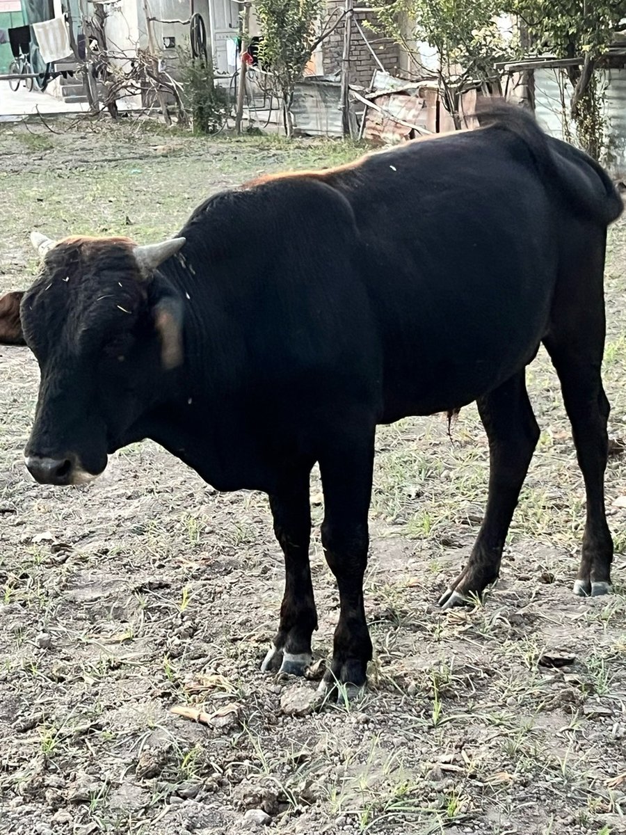 Novvos — Toshkent viloyati, Quyi Chirchiq tumani