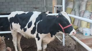 Шу рассиски хуножинларимиз сотилади нархи жупига37мл ками… — O'zbekiston