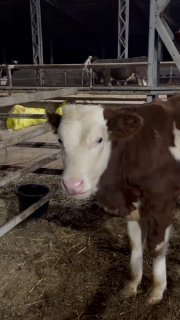 Original Simmental Buqacha — Namangan