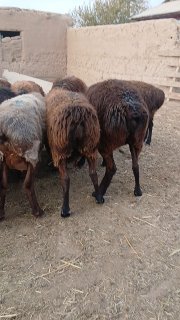 Bugʻoz quylar sotiladi murojat uchun telpon numer — O'zbekiston