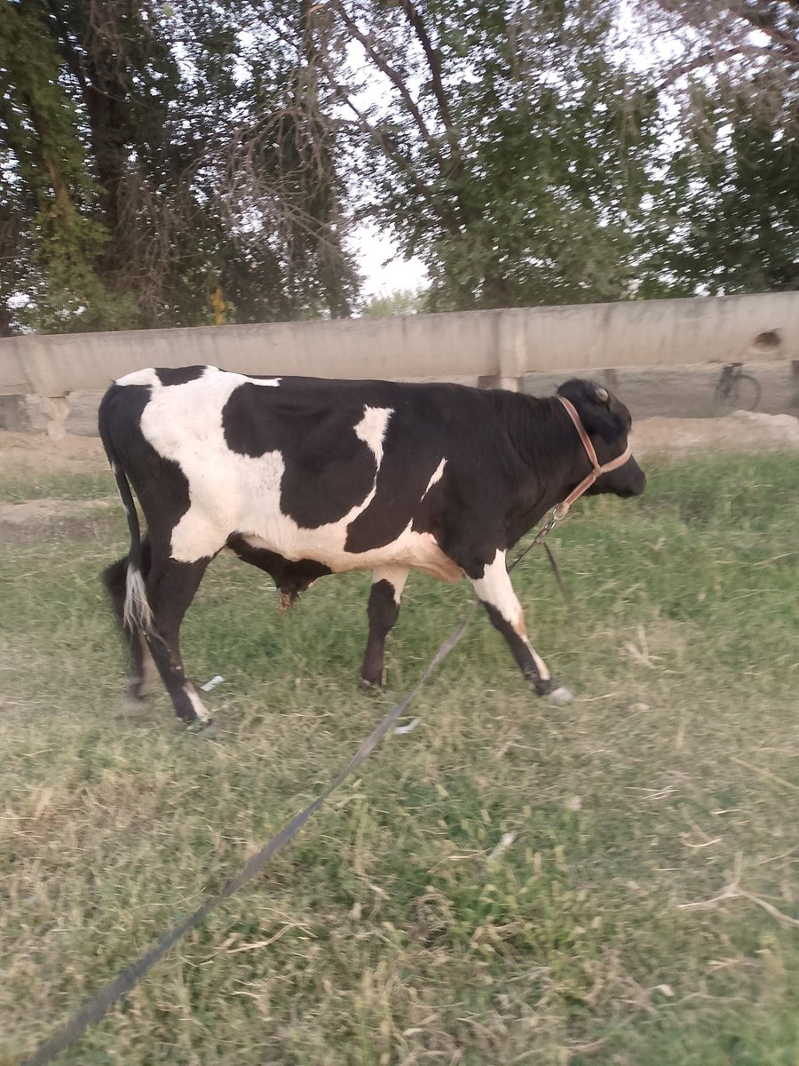 buqacha sotiladi — Sirdaryo
