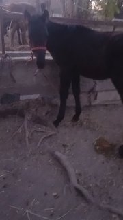2ta barra qop-qora toy sotiladi — Jizzax